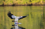 fliegende Nilgans