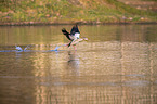 fliegende Nilgans