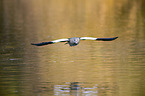 fliegende Nilgans