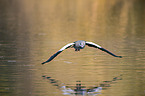 fliegende Nilgans