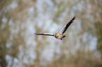 fliegende Nilgans