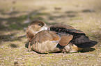 liegende Nilgans