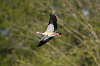 fliegende Nilgans