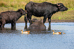 Wasserbffel am Wasser