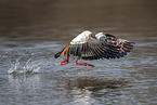 Nilgans