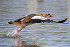 Nilgans