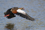 Nilgans