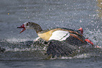 Nilgans