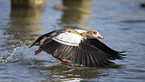 Nilgans