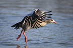 Nilgans