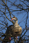 Nilgans