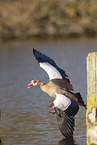 Nilgans