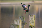 Nilgans