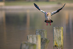 Nilgans