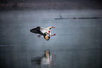 Nilgans