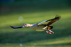 Nilgans