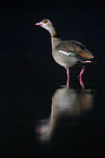 Nilgans