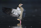 Nilgans