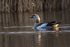 Nilgans