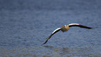 Nilgans