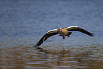 Nilgans