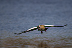 Nilgans