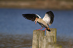 Nilgans