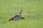 Nilgans