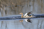 Nilgans