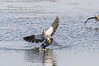 Nilgans