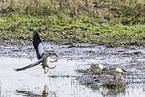 Nilgans