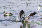 Nilgans