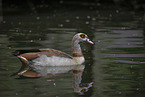 Nilgans