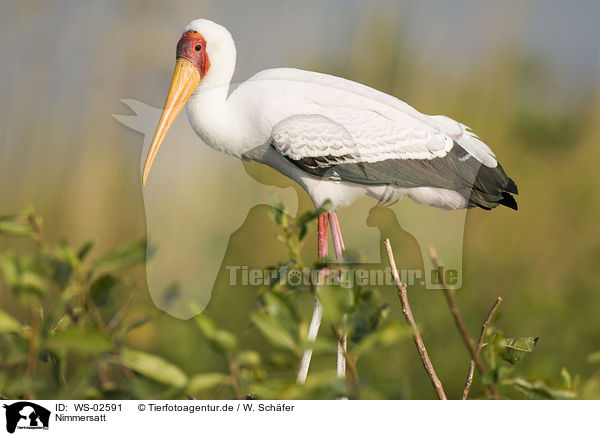 Nimmersatt / yellow-billed stork / WS-02591