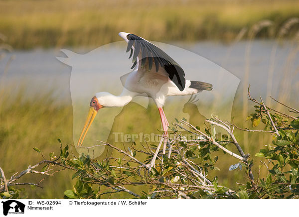 Nimmersatt / yellow-billed stork / WS-02594