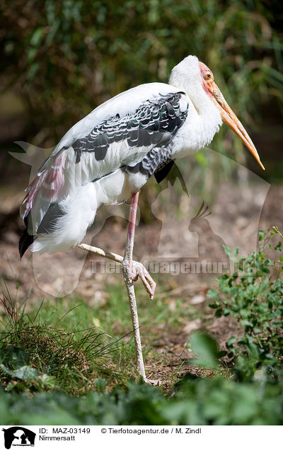Nimmersatt / yellow-billed stork / MAZ-03149