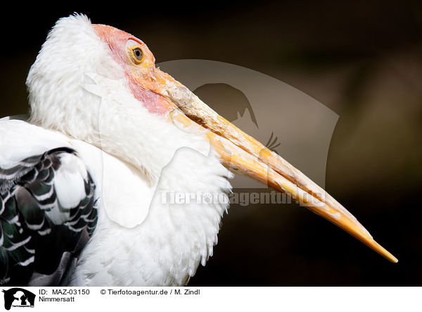 Nimmersatt / yellow-billed stork / MAZ-03150