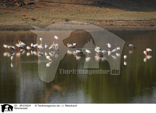 Nimmersatt / yellow-billed stork / JR-03934