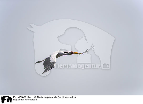 fliegender Nimmersatt / flying Yellow-billed Stork / MBS-20194
