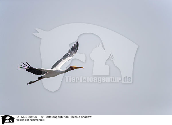 fliegender Nimmersatt / flying Yellow-billed Stork / MBS-20195