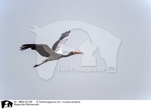 fliegender Nimmersatt / flying Yellow-billed Stork / MBS-20196