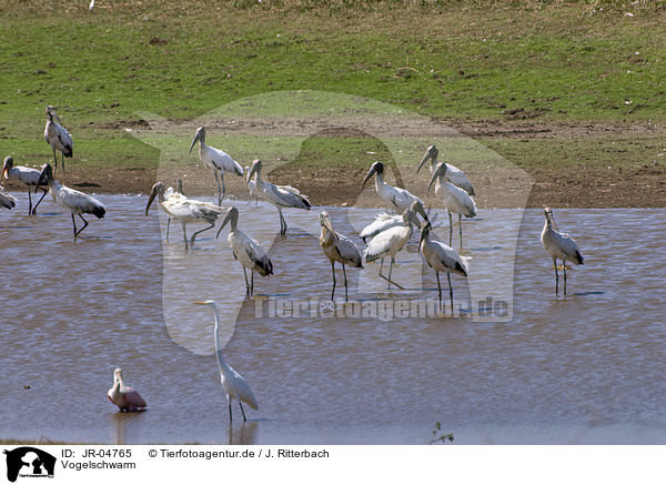 Vogelschwarm / flock of Birds / JR-04765