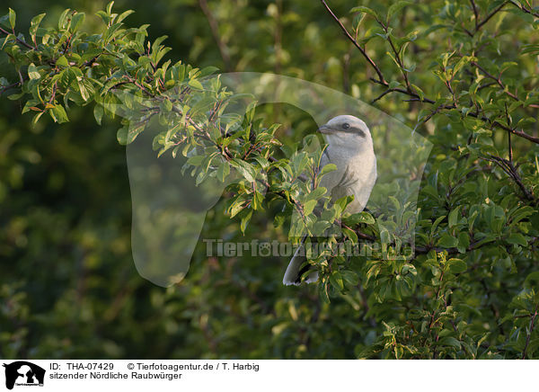 sitzender Nrdliche Raubwrger / sitting Great Grey Shrike / THA-07429
