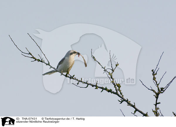 sitzender Nrdliche Raubwrger / sitting Great Grey Shrike / THA-07431