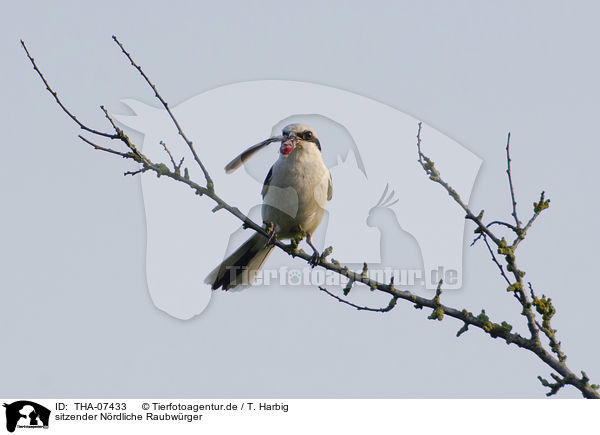 sitzender Nrdliche Raubwrger / sitting Great Grey Shrike / THA-07433