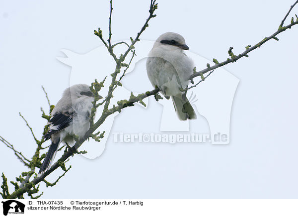 sitzender Nrdliche Raubwrger / THA-07435