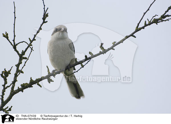sitzender Nrdliche Raubwrger / sitting Great Grey Shrike / THA-07439