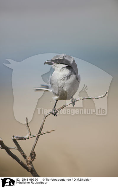 N�rdlicher Raubw�rger / great grey shrike / DMS-09350