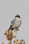 Nrdlicher Raubwrger