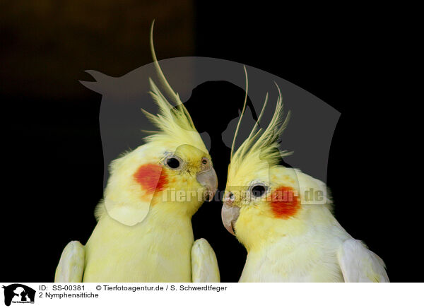2 Nymphensittiche / 2 cockatiels / SS-00381
